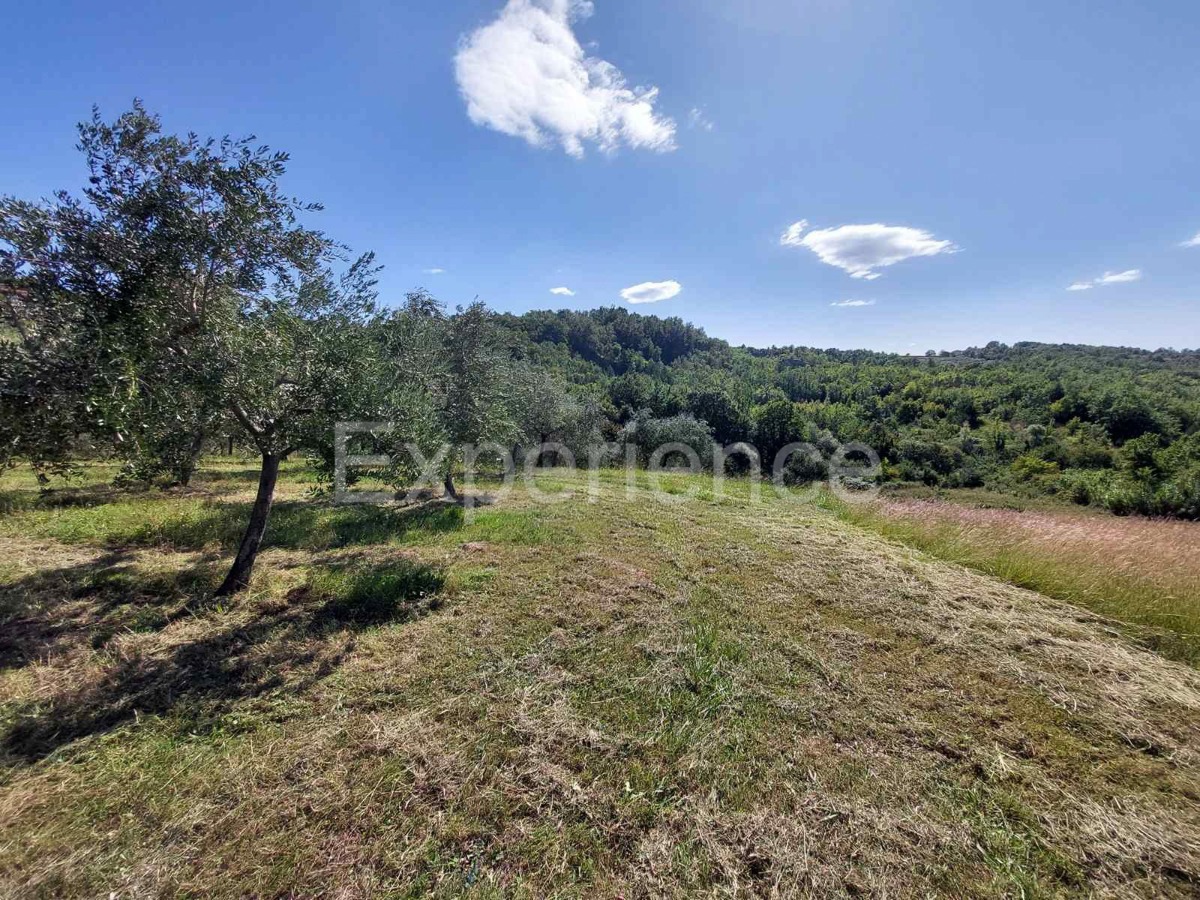 Nelle vicinanze di Buie, IN POSIZIONE ATTRAENTE - uliveto, superficie 16.141 m²