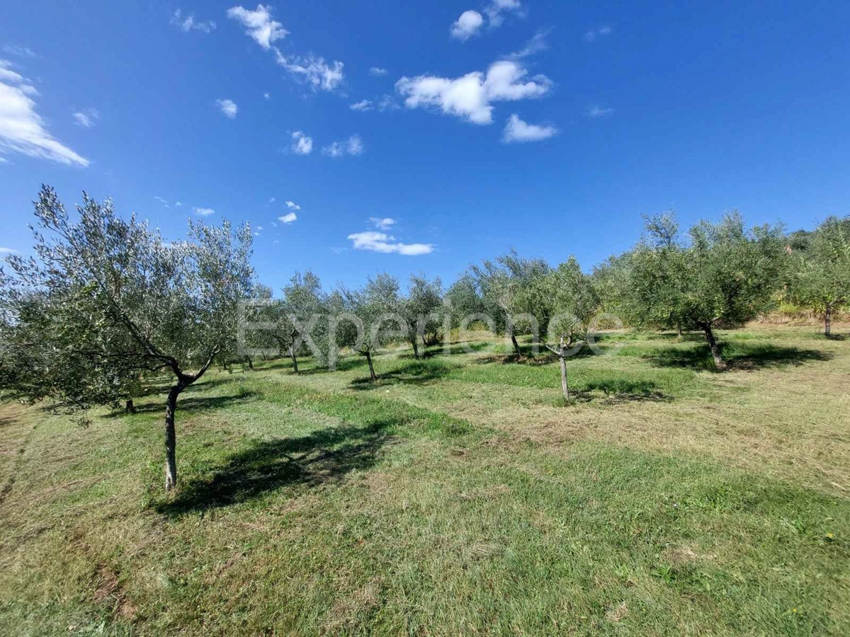 Nelle vicinanze di Buie, IN POSIZIONE ATTRAENTE - uliveto, superficie 16.141 m²