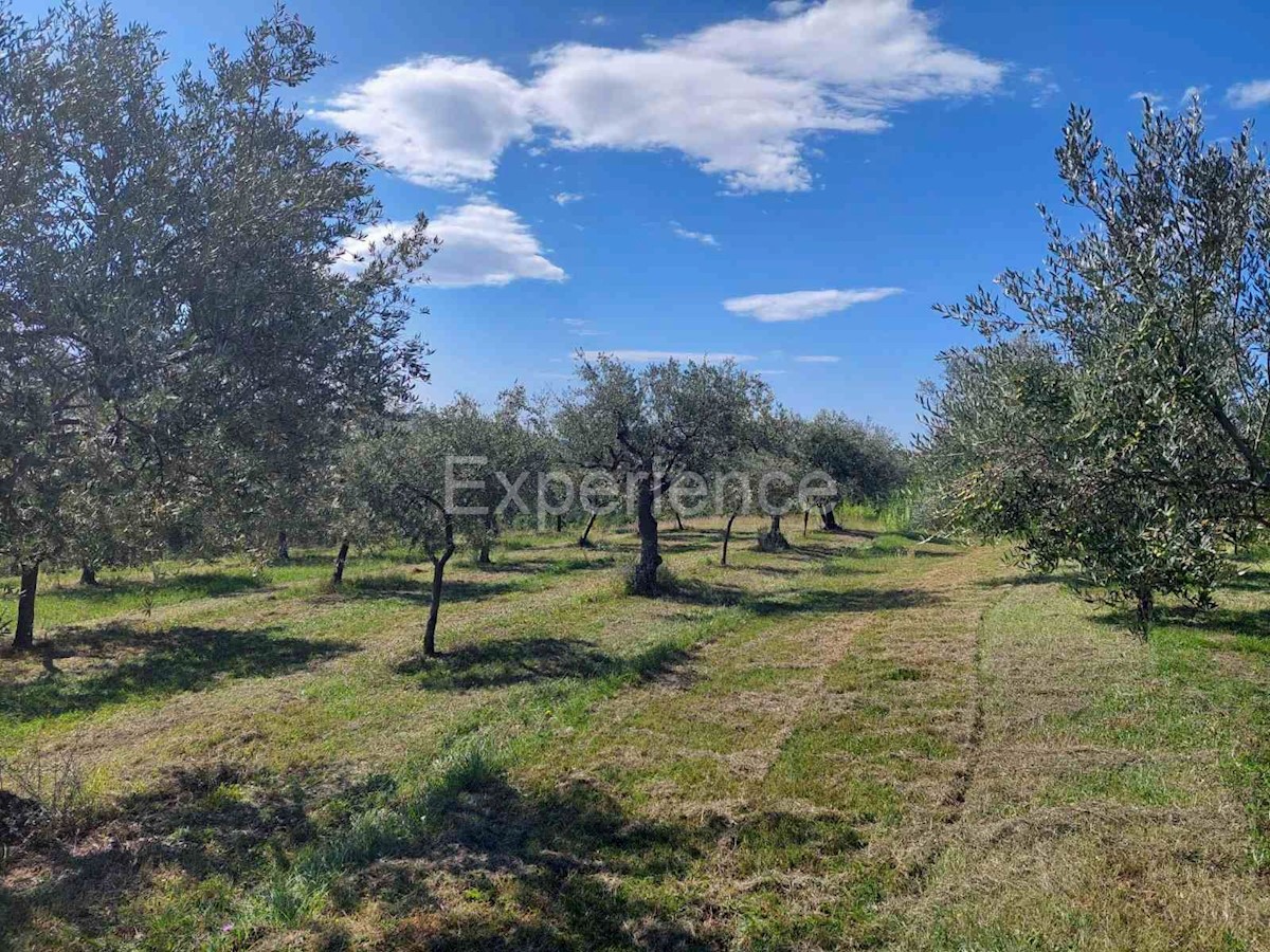 Nelle vicinanze di Buie, in una POSIZIONE ATTRAENTE con vista sul mare - un uliveto con 350 ulivi! ​