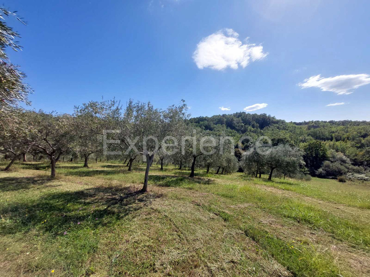 Nelle vicinanze di Buie, IN POSIZIONE ATTRAENTE - uliveto, superficie 16.141 m²