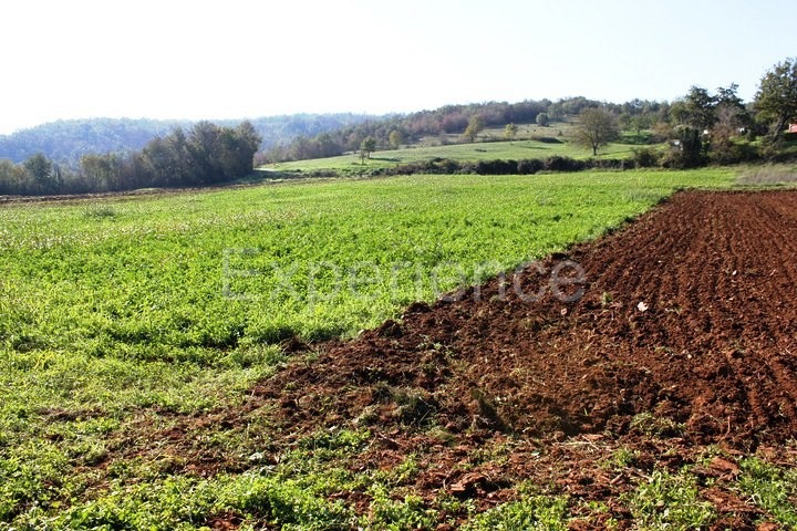 Zona di Montona: terreno agricolo ai margini dell'AREA EDIFICABILE