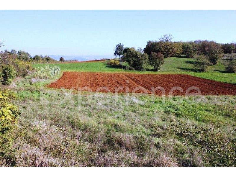 Zona di Montona: terreno agricolo ai margini dell'AREA EDIFICABILE