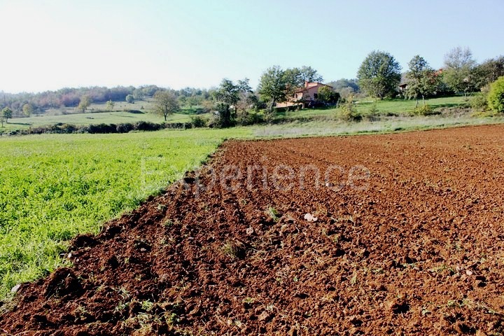 Zona di Montona: terreno agricolo ai margini dell'AREA EDIFICABILE