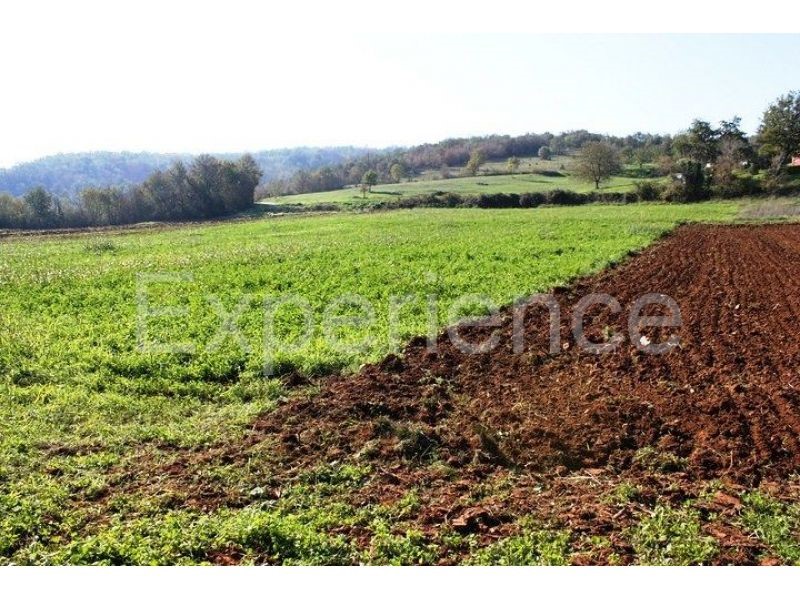 Zona di Montona: terreno agricolo ai margini dell'AREA EDIFICABILE