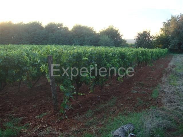 Kaštelir - terreno agricolo, superficie 12.100 m²