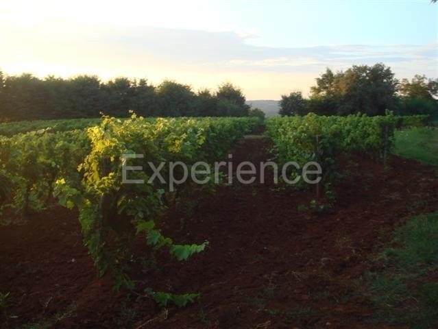 Kaštelir - terreno agricolo, superficie 12.100 m²