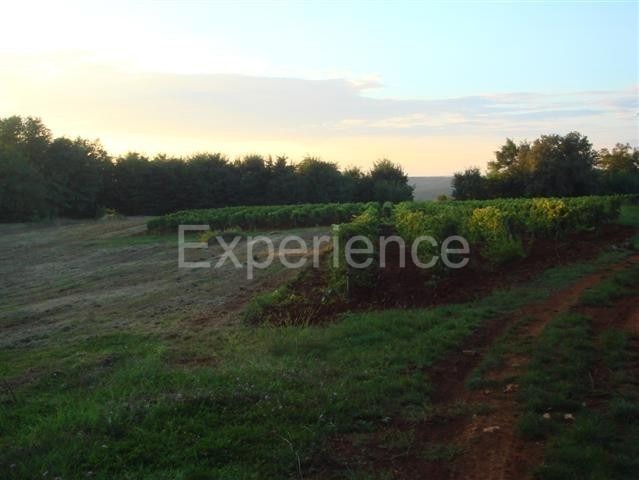 Kaštelir - terreno agricolo, superficie 12.100 m²