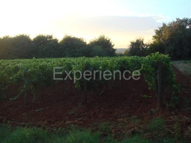 Kaštelir - terreno agricolo, superficie 12.100 m²