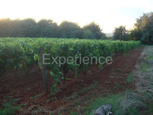 Kaštelir - terreno agricolo, superficie 12.100 m²