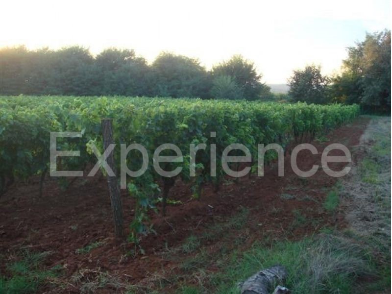 Kaštelir - terreno agricolo, superficie 12.100 m²