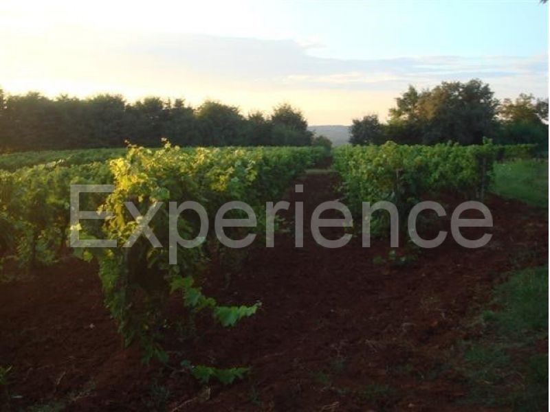 Kaštelir - terreno agricolo, superficie 12.100 m²