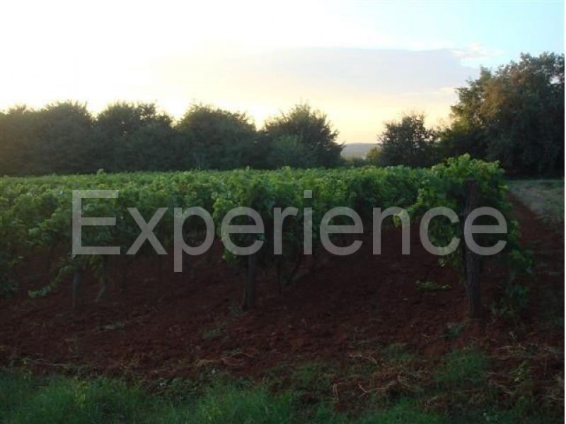 Kaštelir - terreno agricolo, superficie 12.100 m²