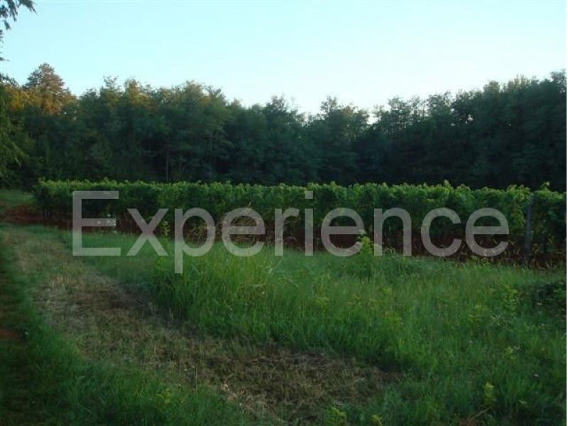 Kaštelir - terreno agricolo, superficie 12.100 m²