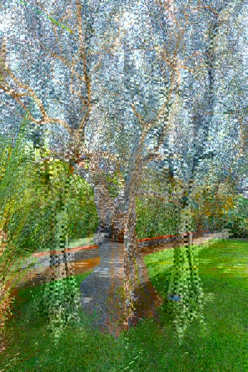 Nelle vicinanze di Parenzo - 1.000 m dal mare, villa mediterranea con piscina!