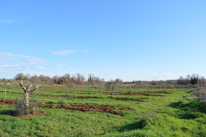 Tar, terreno agricolo 7.628 m² – giovani ulivi piantati
