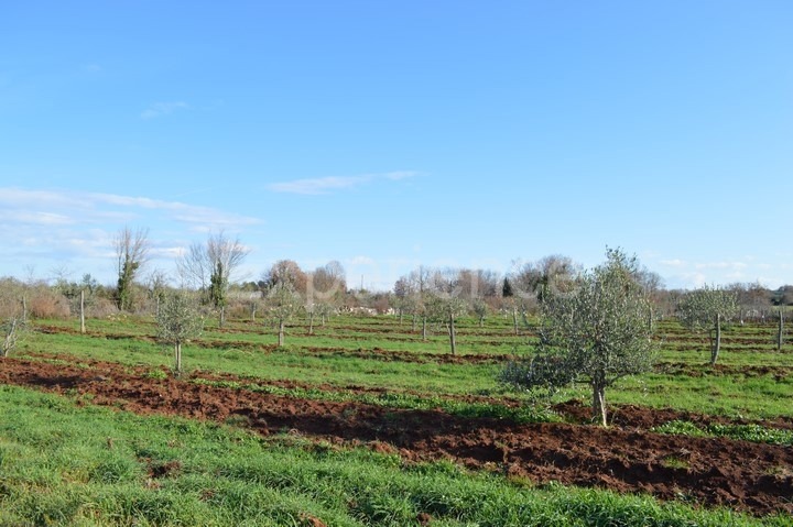 Tar, terreno agricolo 7.628 m² – giovani ulivi piantati