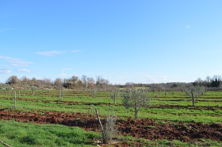 Tar, terreno agricolo 7.628 m² – giovani ulivi piantati