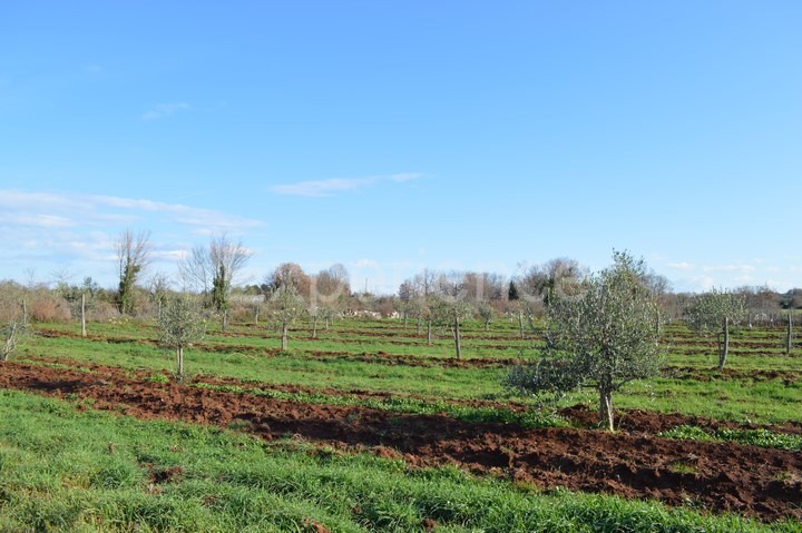 Tar, terreno agricolo 7.628 m² – giovani ulivi piantati