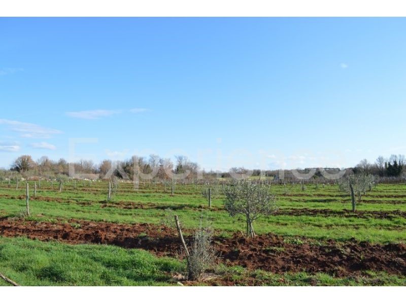 Tar, terreno agricolo 7.628 m² – giovani ulivi piantati