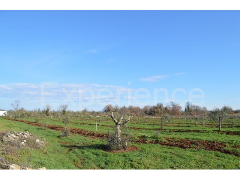 Tar, terreno agricolo 7.628 m² – giovani ulivi piantati