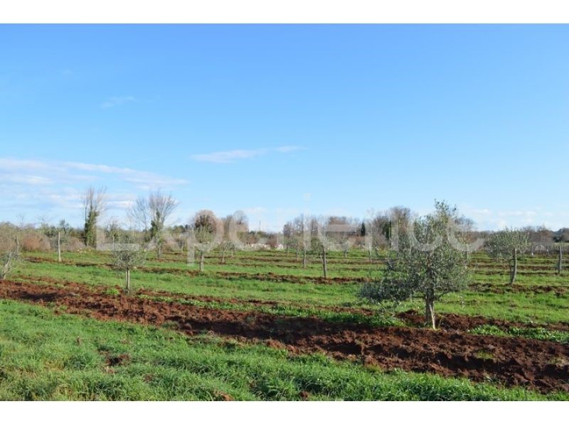 Tar, terreno agricolo 7.628 m² – giovani ulivi piantati