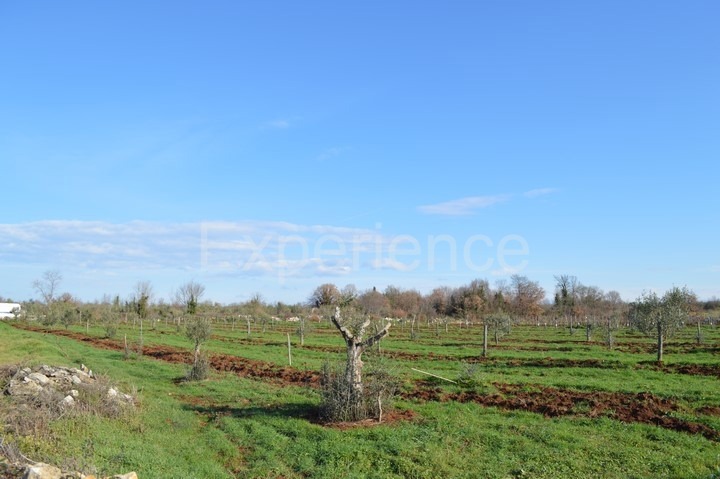 Tar, terreno agricolo 7.628 m² – giovani ulivi piantati