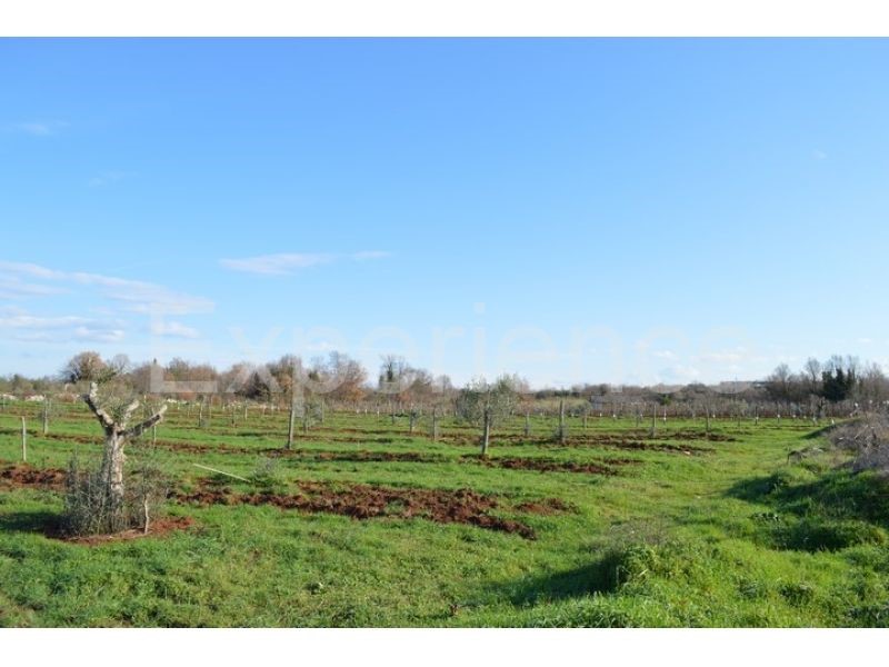 Tar, terreno agricolo 7.628 m² – giovani ulivi piantati