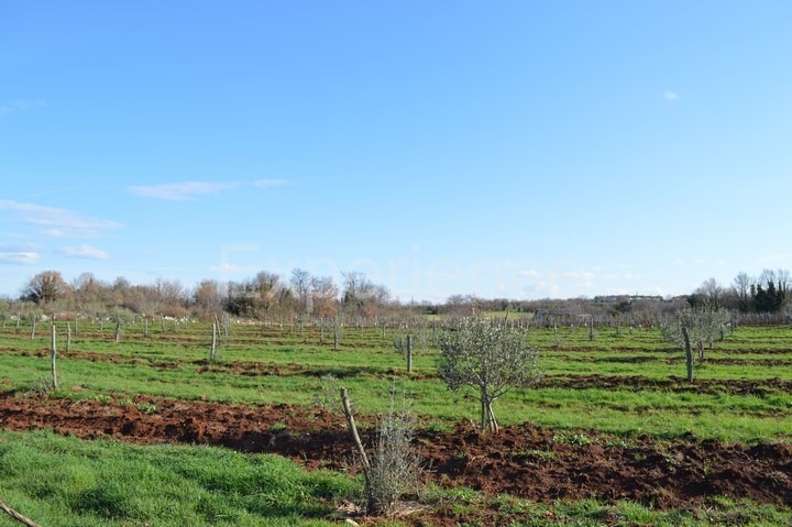 Tar, terreno agricolo 7.628 m² – giovani ulivi piantati