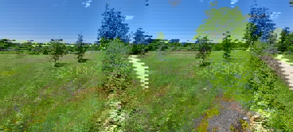 Terreno agricolo vicino a Baderna – posizione ideale vicino alla ZONA EDIFICABILE!