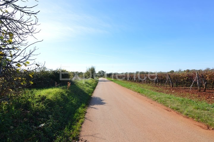 Bačva, terreno agricolo 7.000 m² – seminativo pulito
