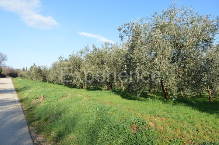Tar, terreno agricolo 18.000 m² – uliveto con 400 piante