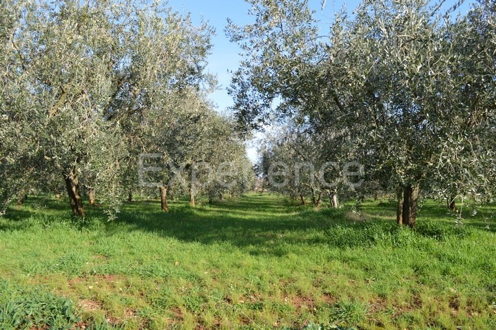 Tar, terreno agricolo 18.000 m² – uliveto con 400 piante