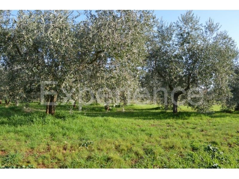 Tar, terreno agricolo 18.000 m² – uliveto con 400 piante