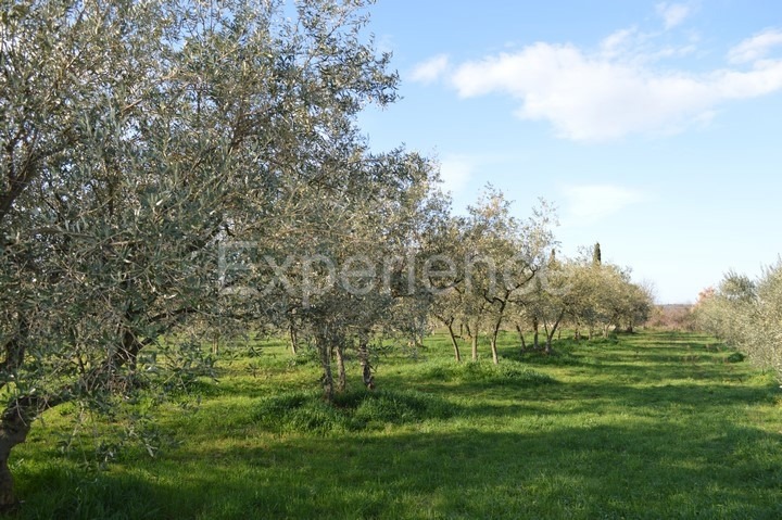 Tar, terreno agricolo 18.000 m² – uliveto con 400 piante