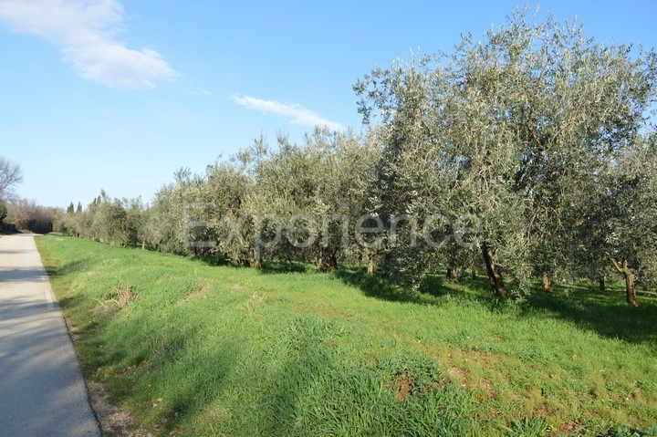 Tar, terreno agricolo 18.000 m² – uliveto con 400 piante