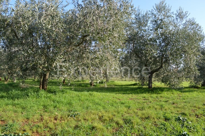 Tar, terreno agricolo 18.000 m² – uliveto con 400 piante