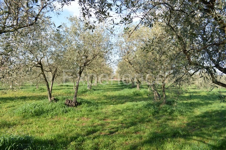 Tar, terreno agricolo 18.000 m² – uliveto con 400 piante