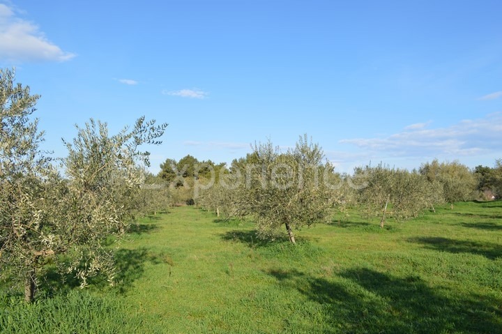 Tar, terreno agricolo 18.000 m² – uliveto con 400 piante