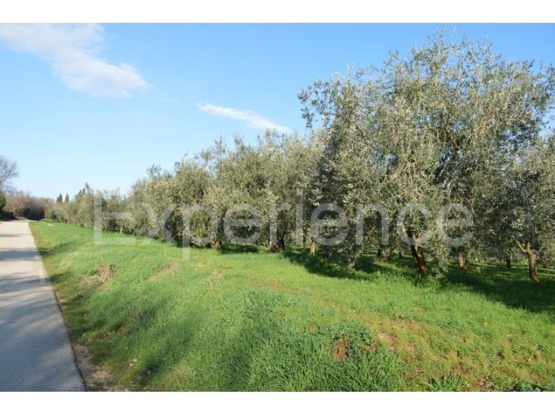 Tar, terreno agricolo 18.000 m² – uliveto con 400 piante