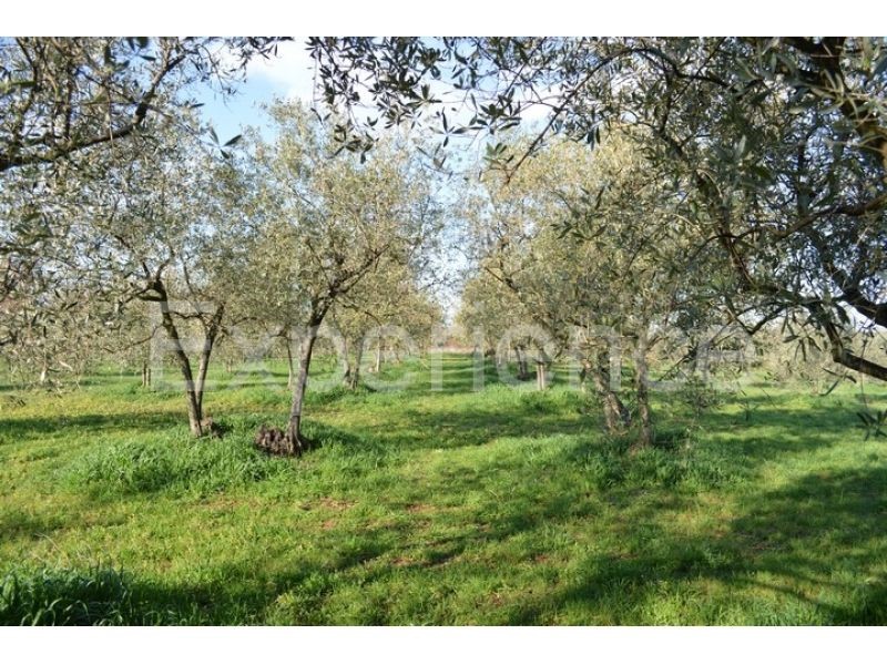 Tar, terreno agricolo 18.000 m² – uliveto con 400 piante