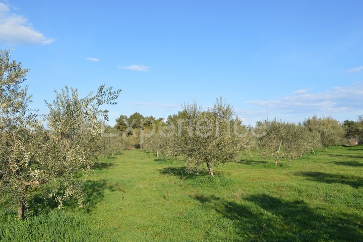 Tar, terreno agricolo 18.000 m² – uliveto con 400 piante