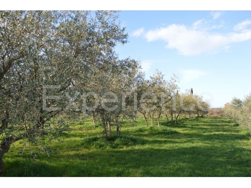 Tar, terreno agricolo 18.000 m² – uliveto con 400 piante