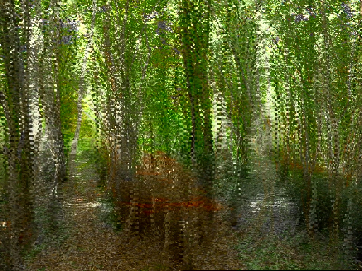 Kaštelir - foresta, superficie di 40.774 m²