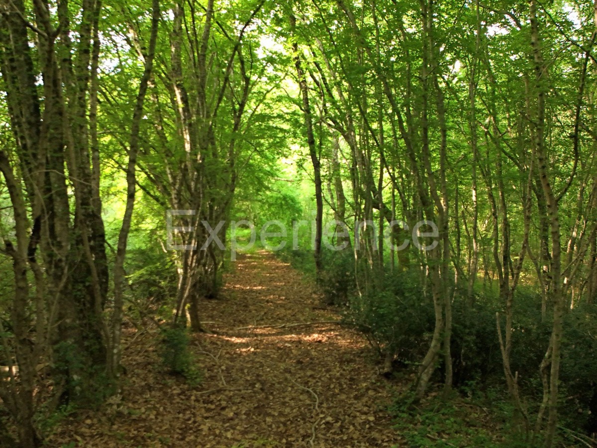 Kaštelir - foresta, superficie di 40.774 m²