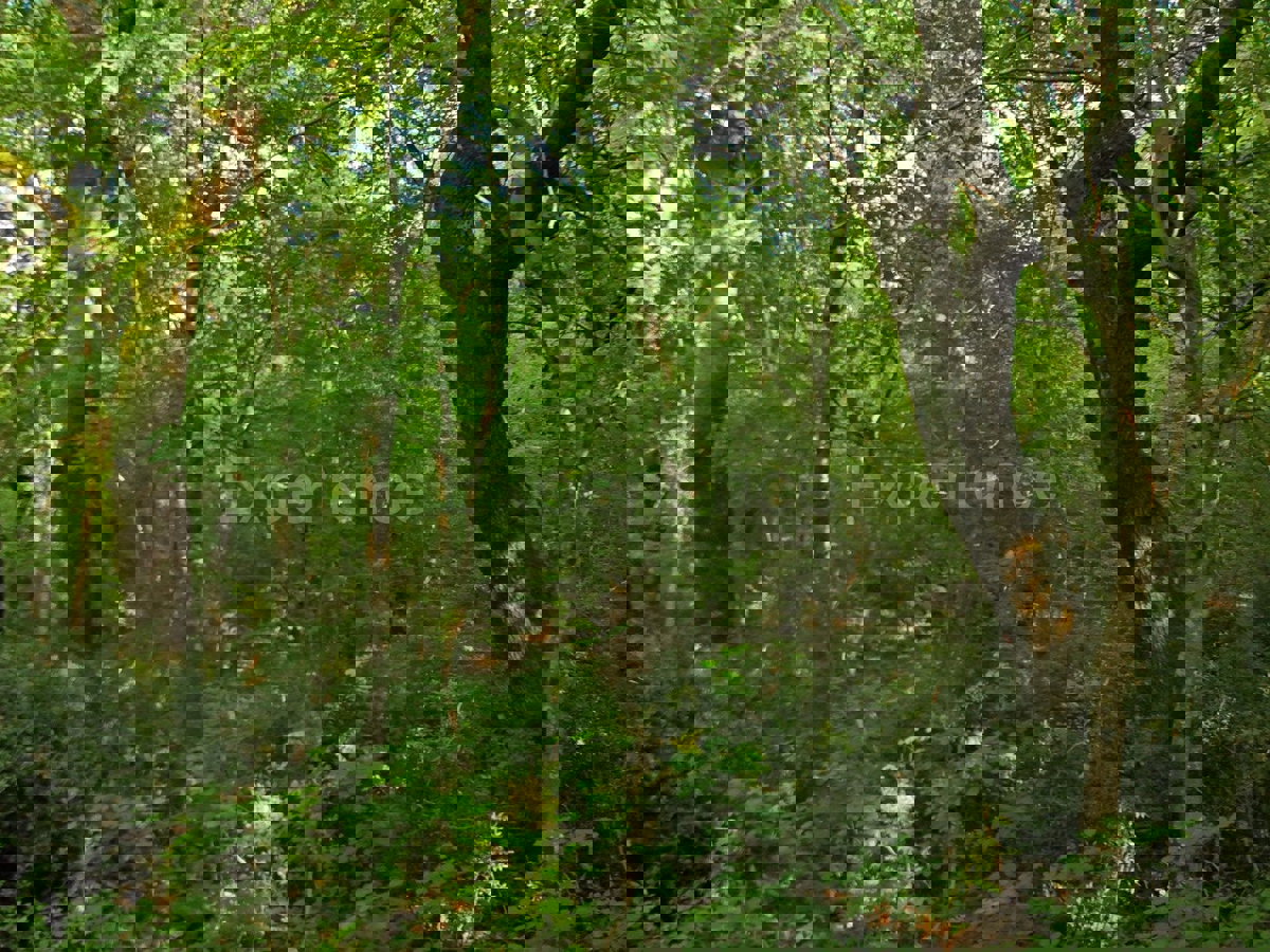 Kaštelir - foresta, superficie di 40.774 m²