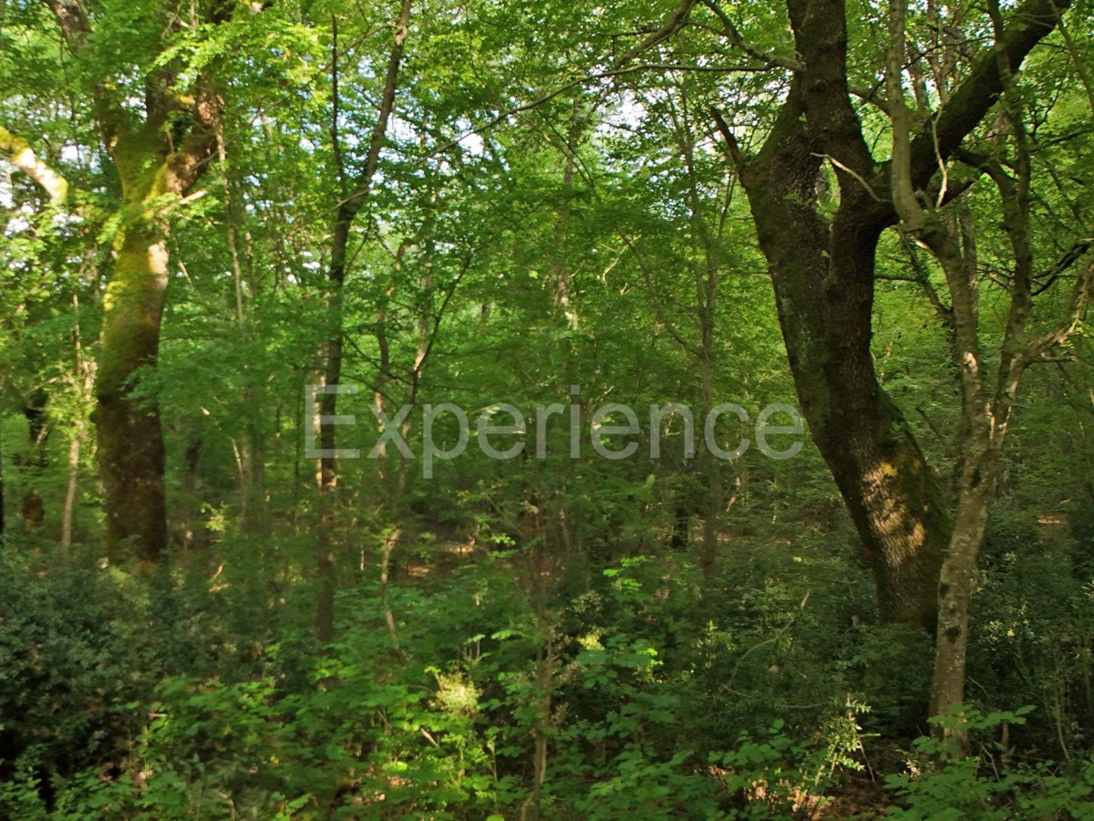Kaštelir - foresta, superficie di 40.774 m²