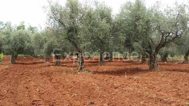 Labinci, terreno agricolo 2.449 m² – uliveto secolare