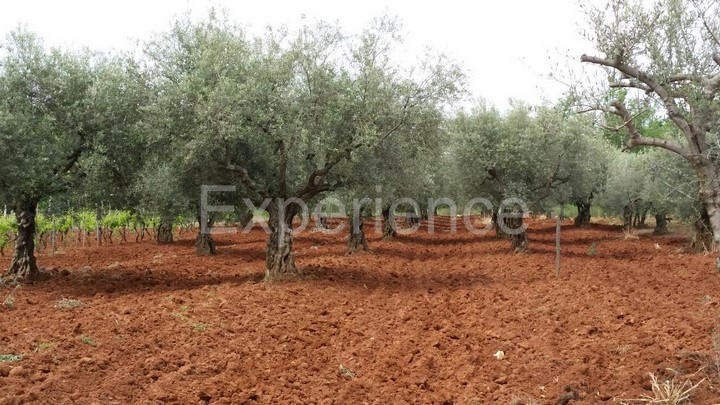 Labinci, terreno agricolo 2.449 m² – uliveto secolare