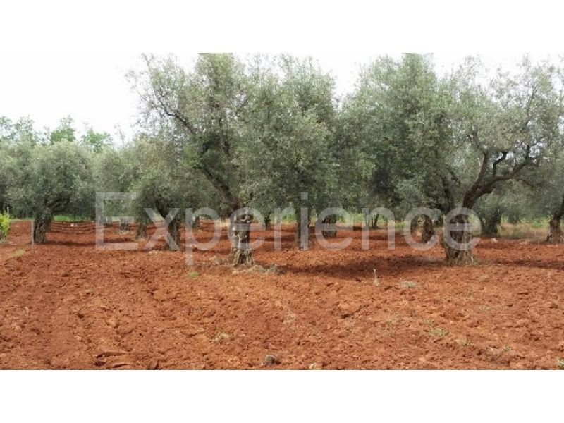 Labinci, terreno agricolo 2.449 m² – uliveto secolare