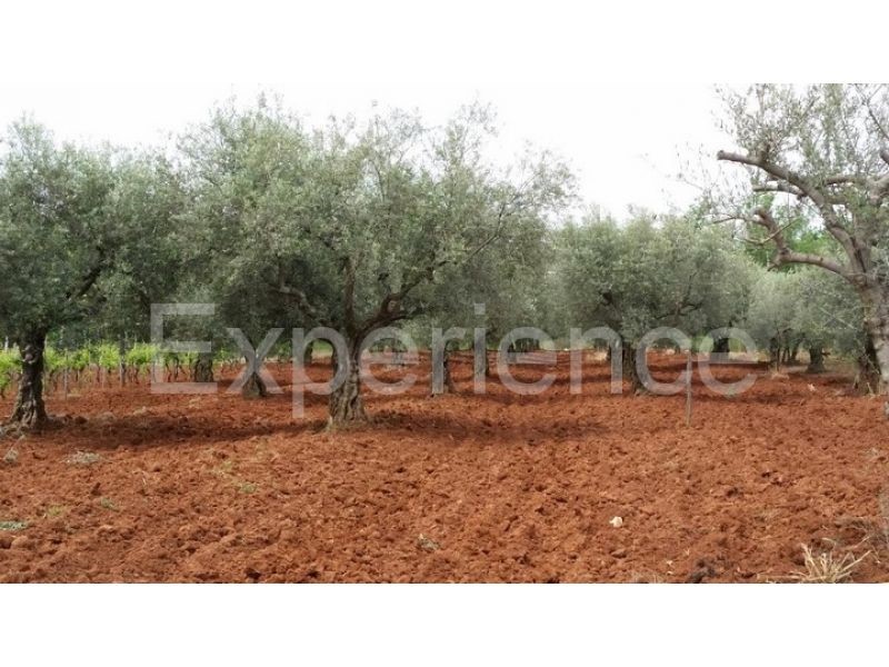 Labinci, terreno agricolo 2.449 m² – uliveto secolare